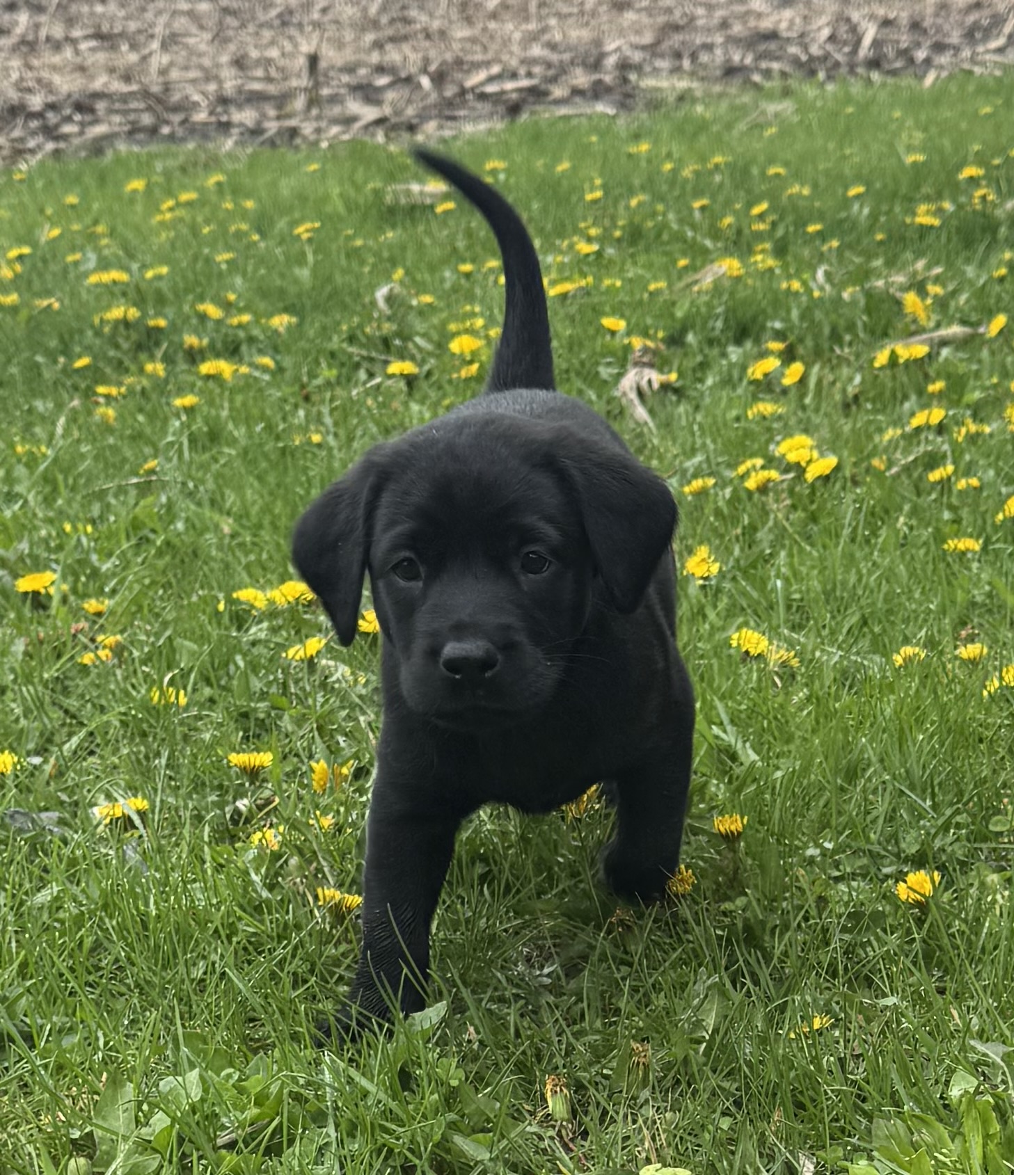 HRCh/SHR British Lab repeat litter