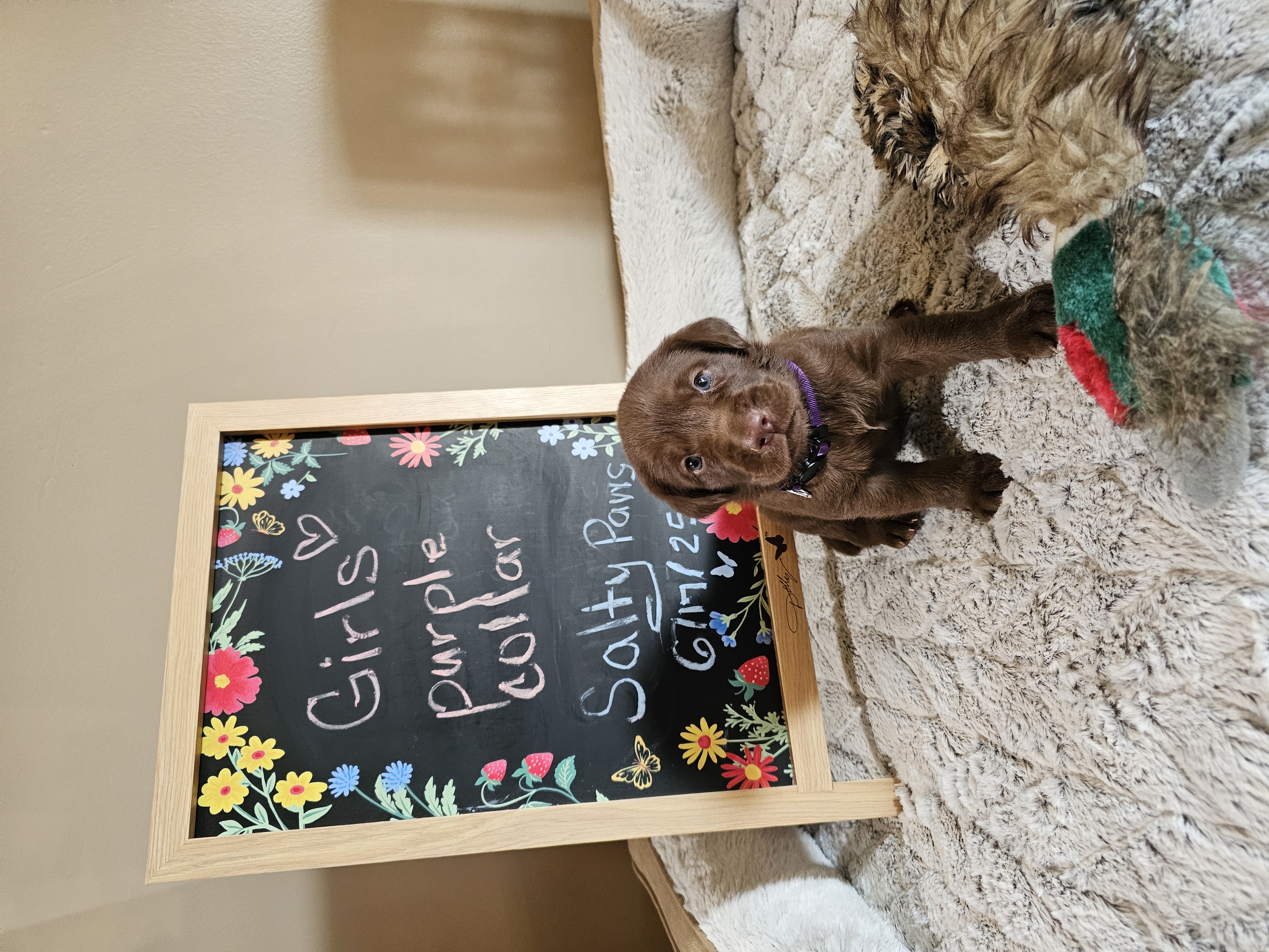 English lab puppies