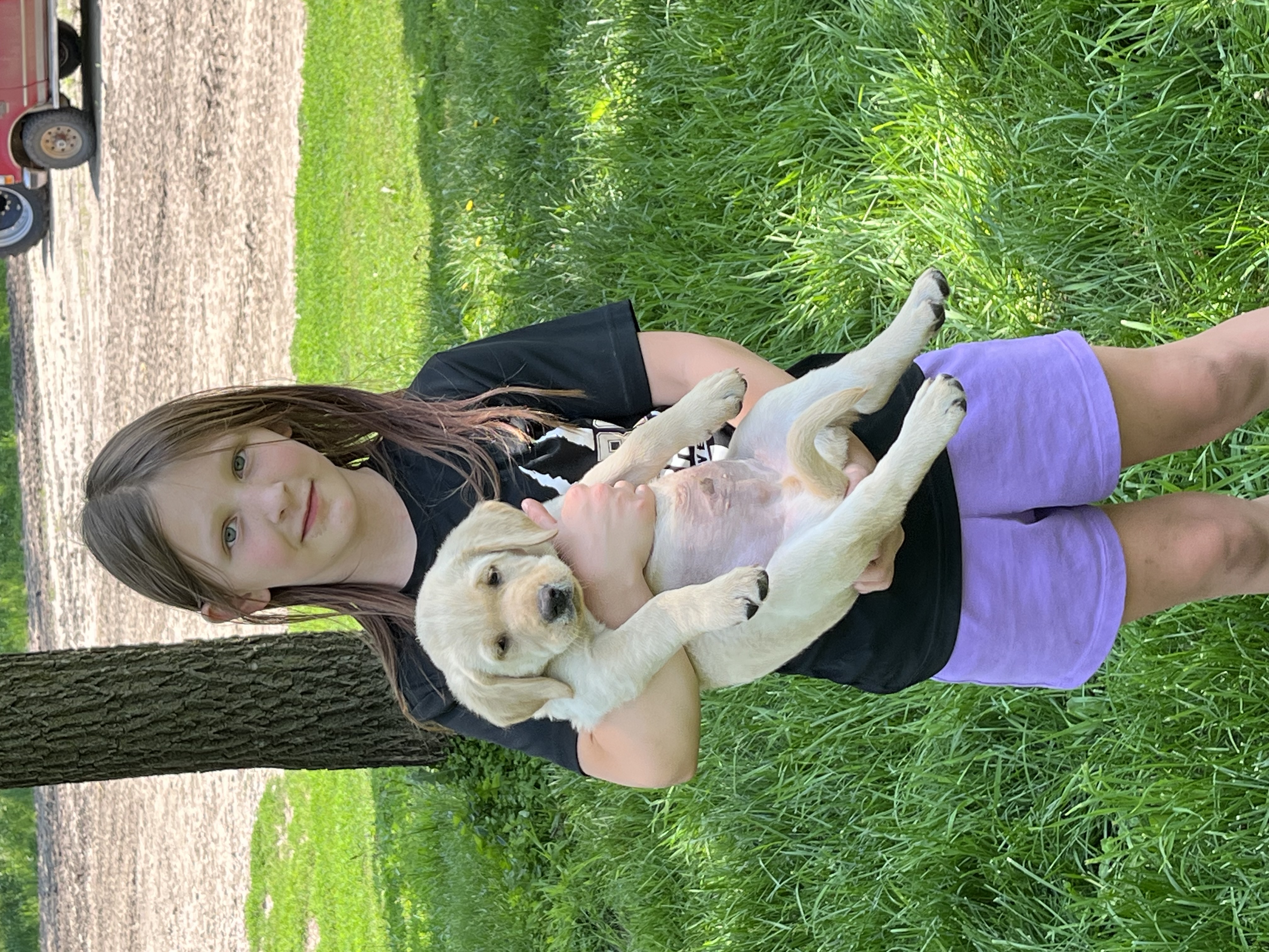 Lab puppies for sale