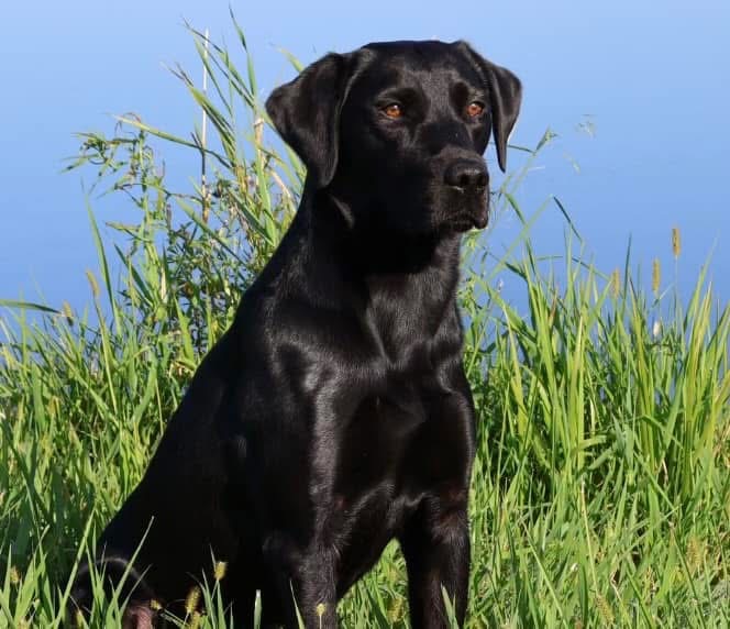 AKC Registered Purebred British Laborador Retriever Puppies born 4/17/25