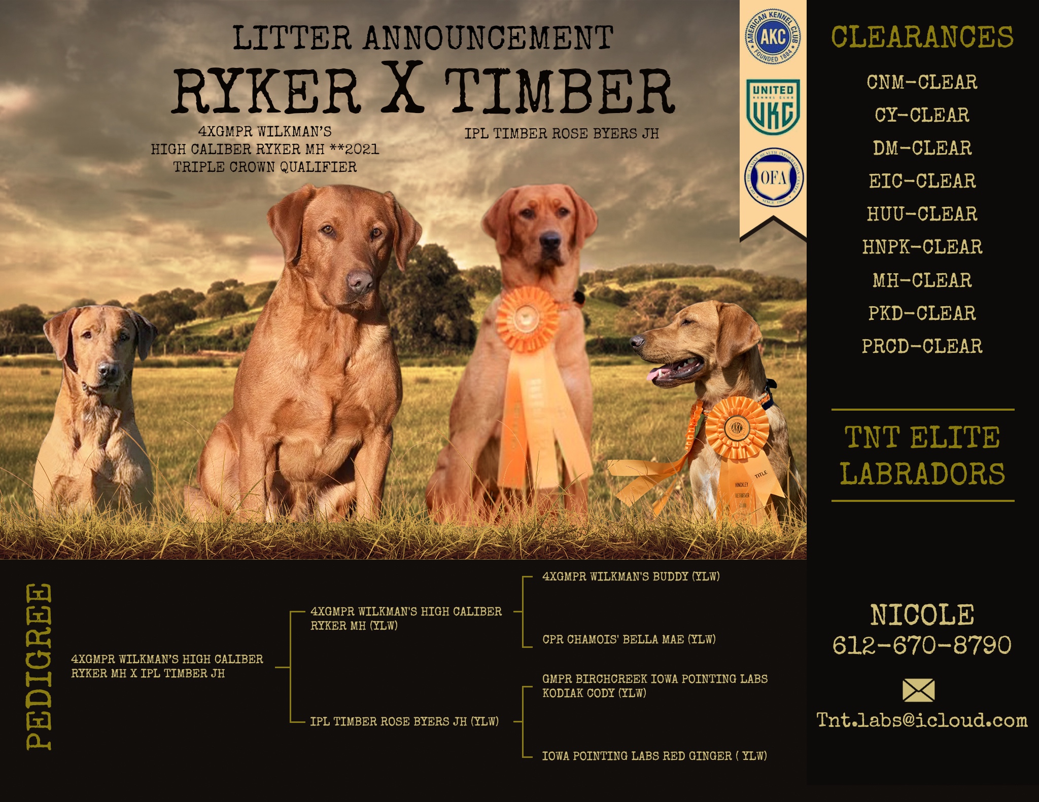 AKC Labrador Retrievers