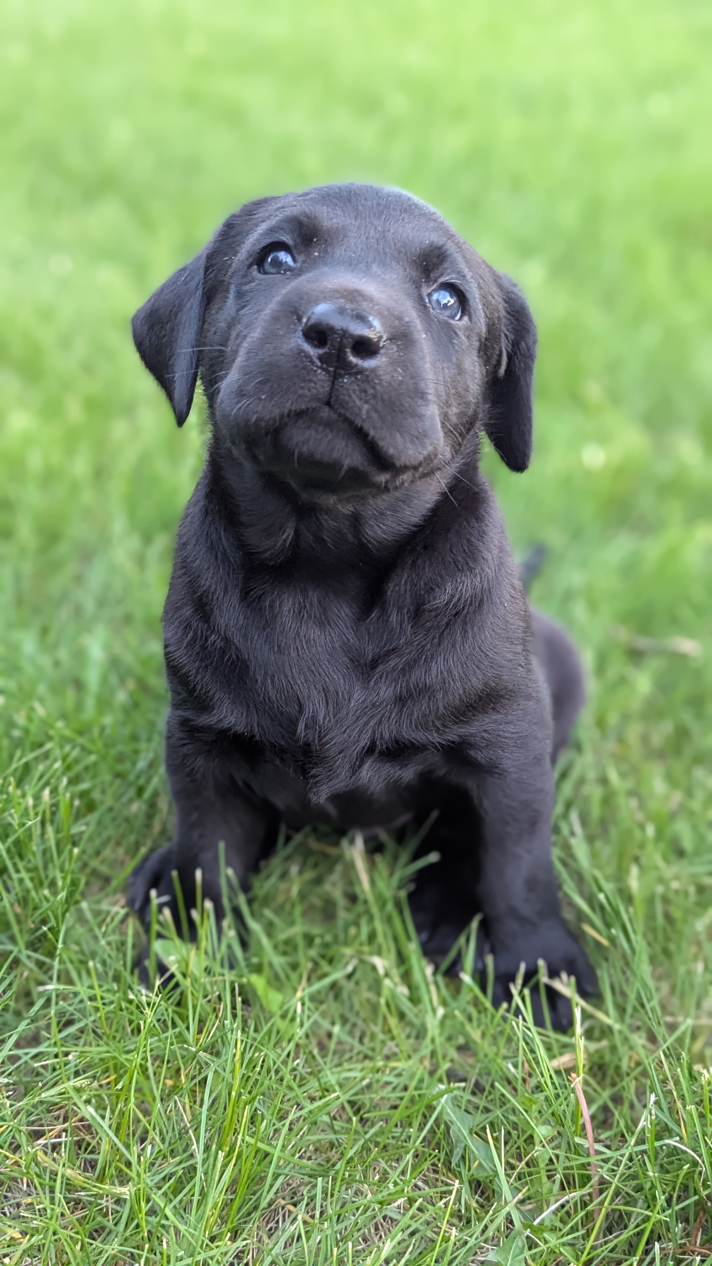 AKC Pointing Lab Puppies