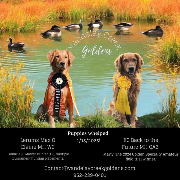 AKC Field Goldens