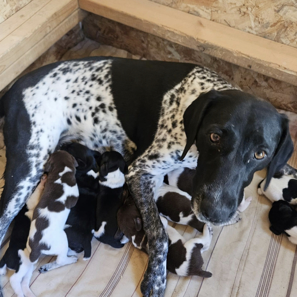 GSP Puppies