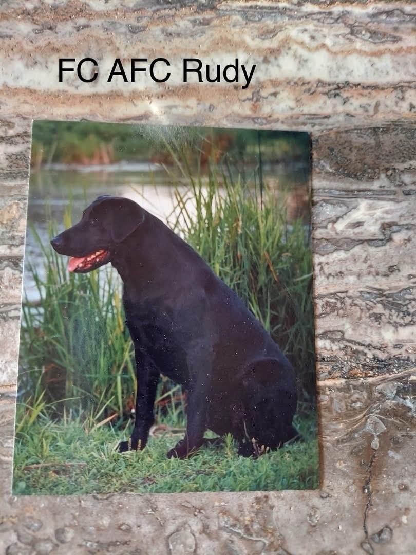 FC AFC Blackwater Rudy X HRCH Pearl MH