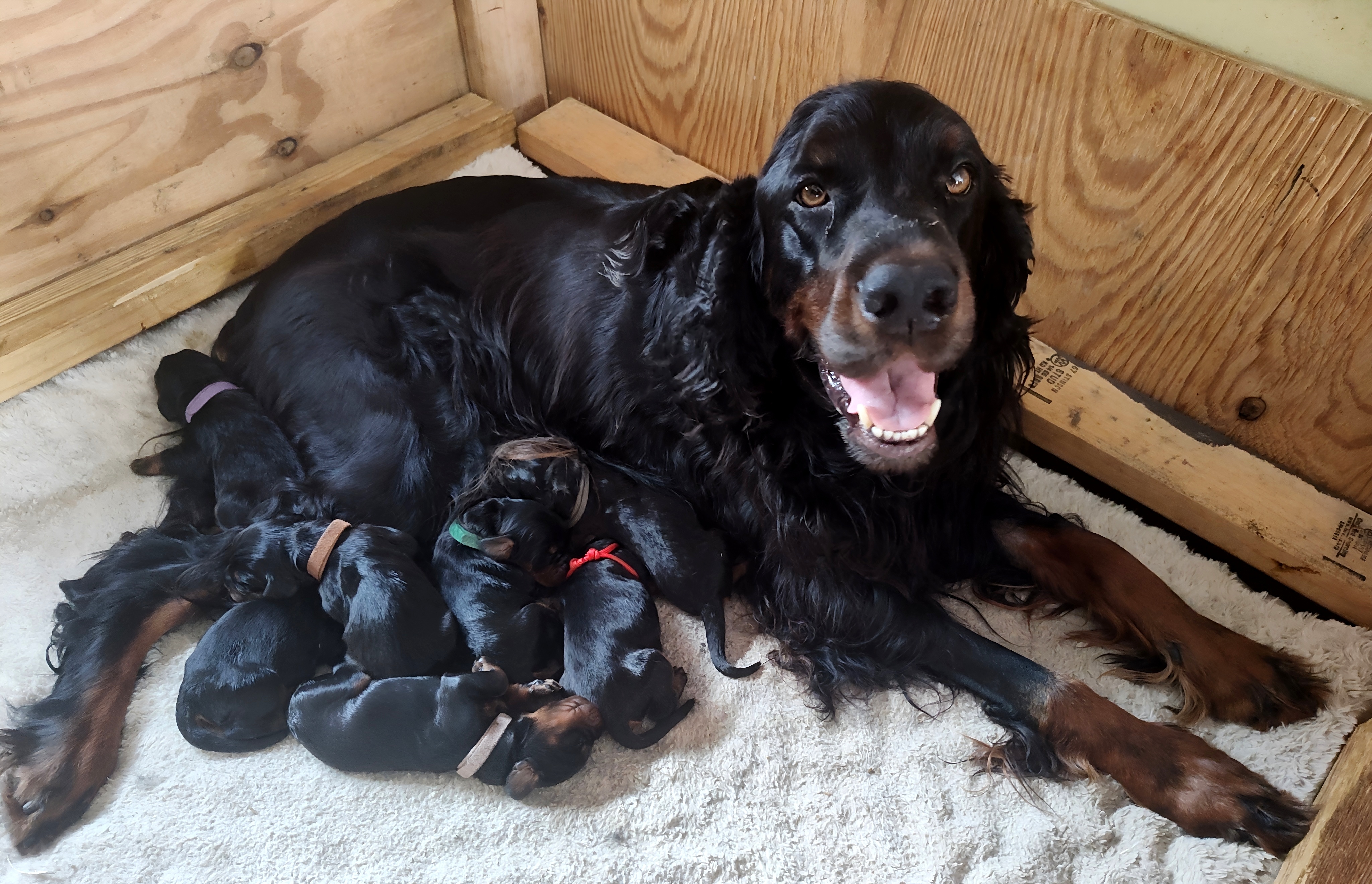 Gordon Setter