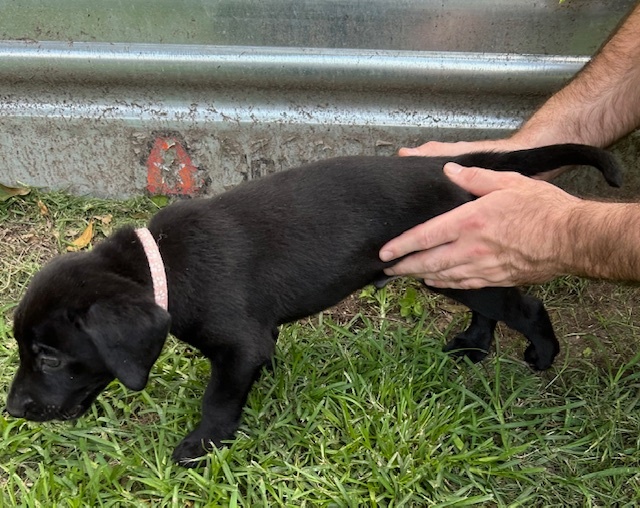 Labrador puppies for sale
