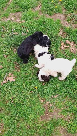 AKC  English Cockers