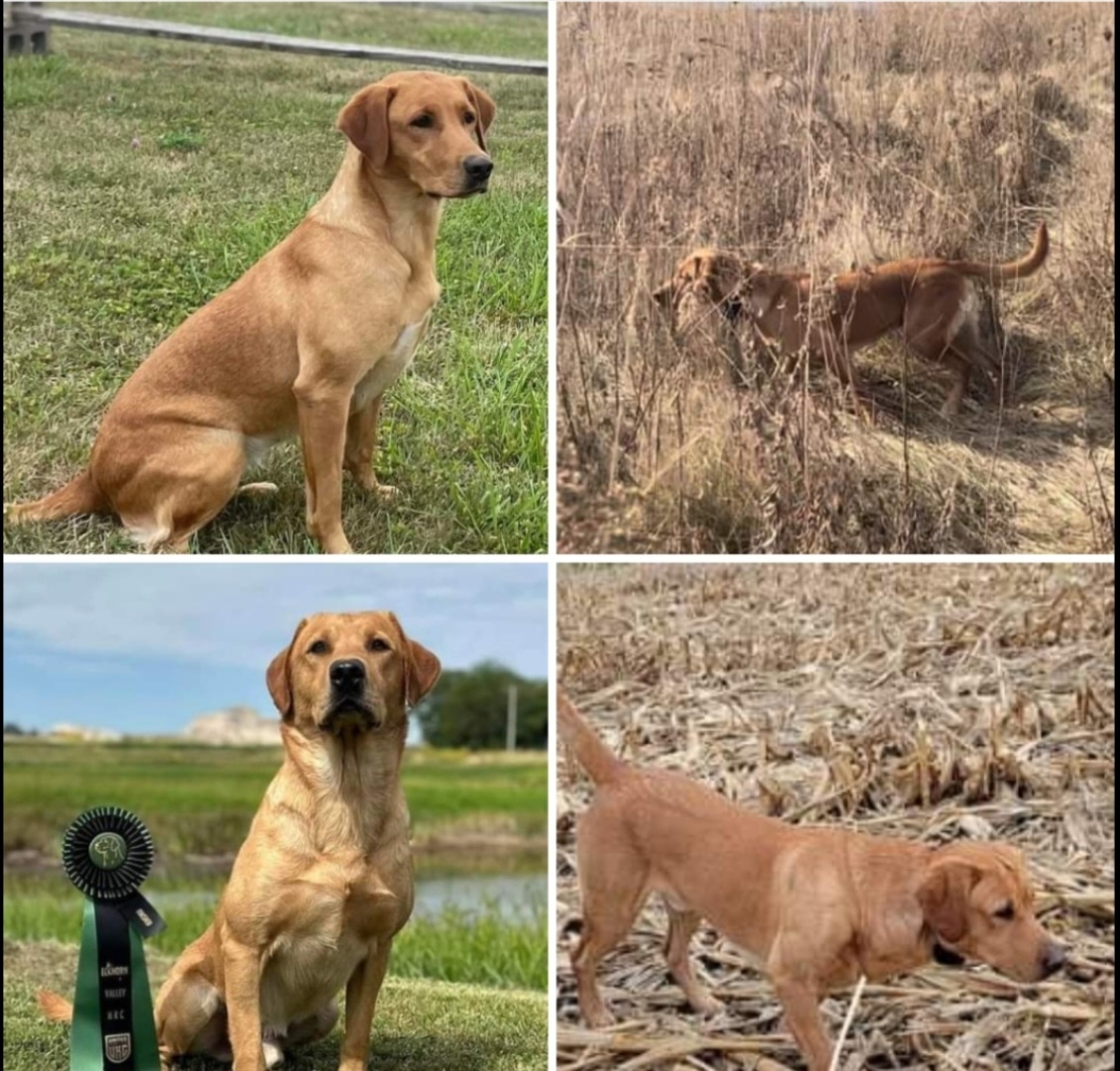 Pointing Labrador Puppies for sale